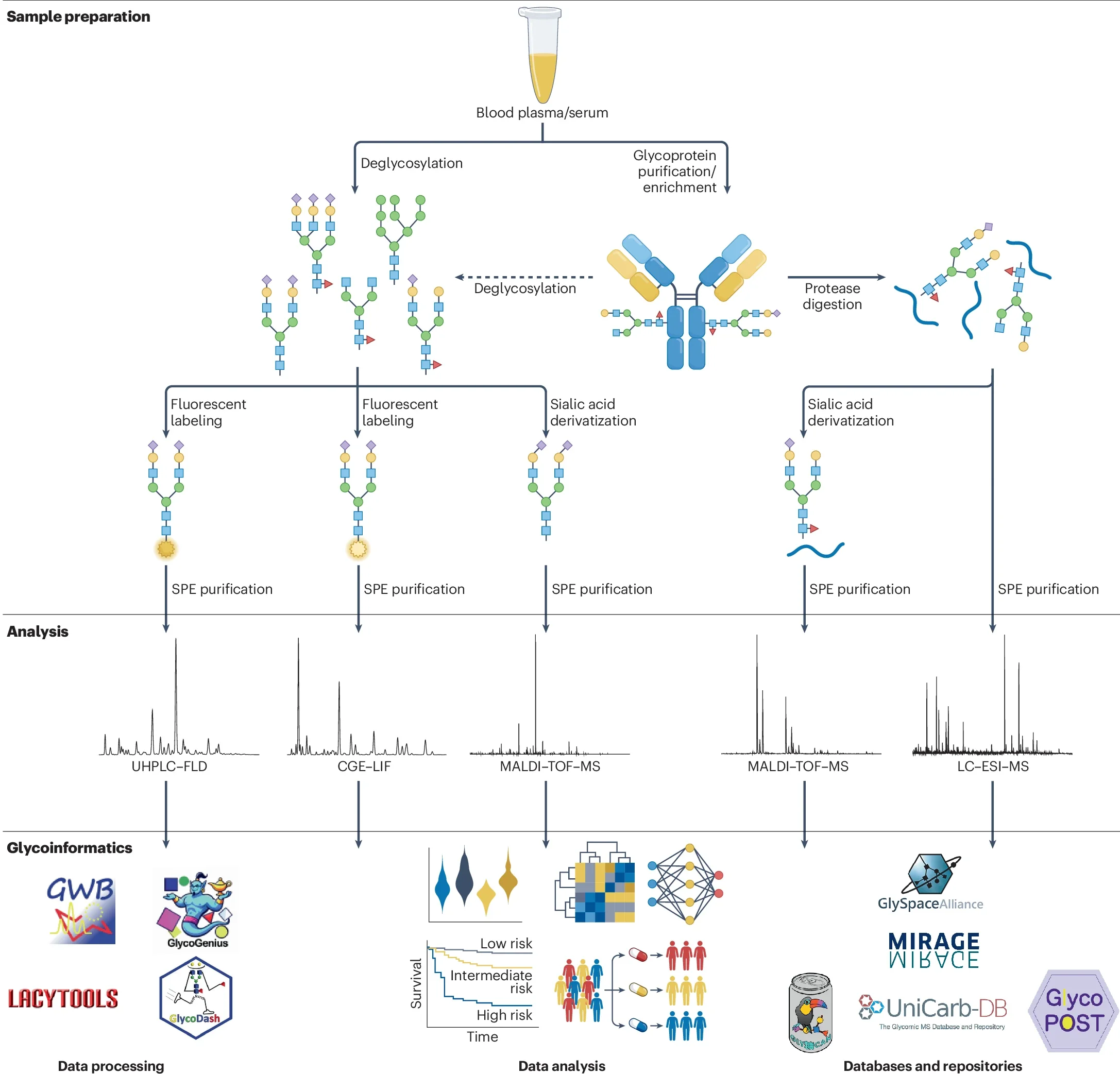 Overview of HT glycomics workflows.