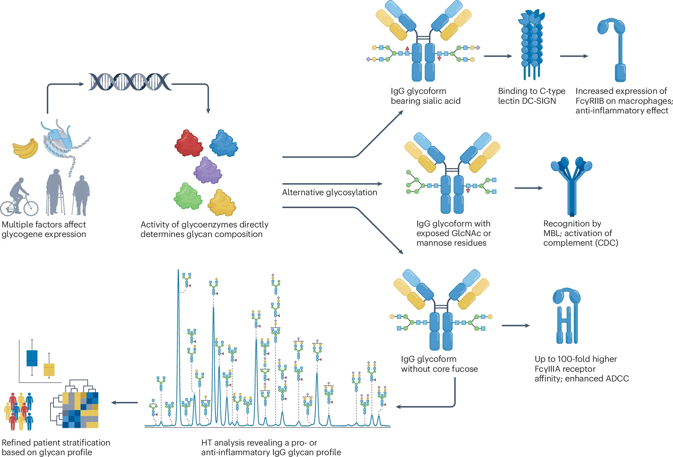 Functional aspects of alternative glycosylation.