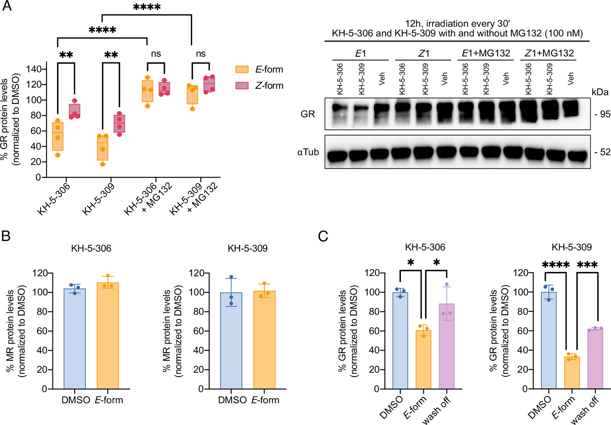 Proteasome-dependent, selective, and reversible effects of arylazopyrazole-based photoPROTACs. 