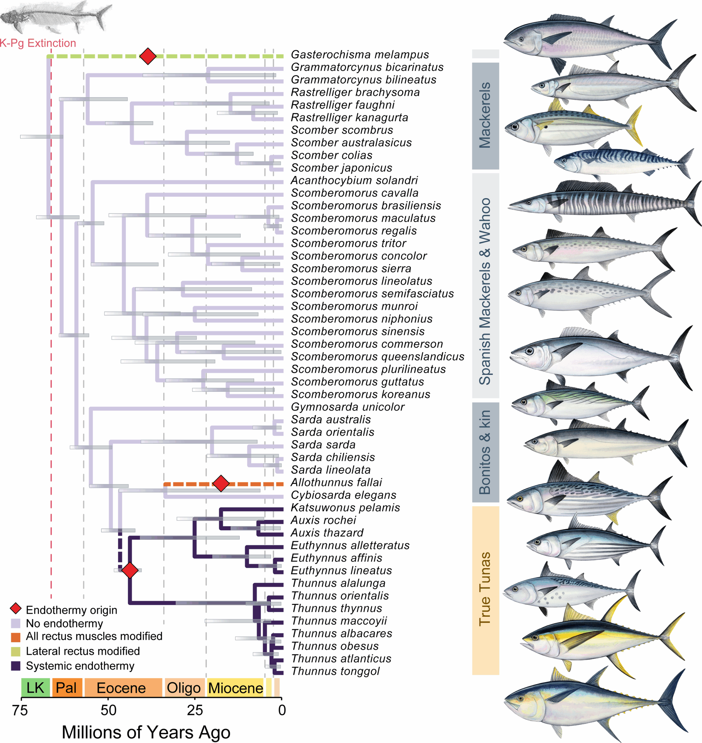 Three independent origins of endothermy in Scombridae. Time-calibrated phylogeny of Scombridae estimated using a Bayesian node-dating approach, with branches coloured according to an ancestral state reconstruction of endothermy.