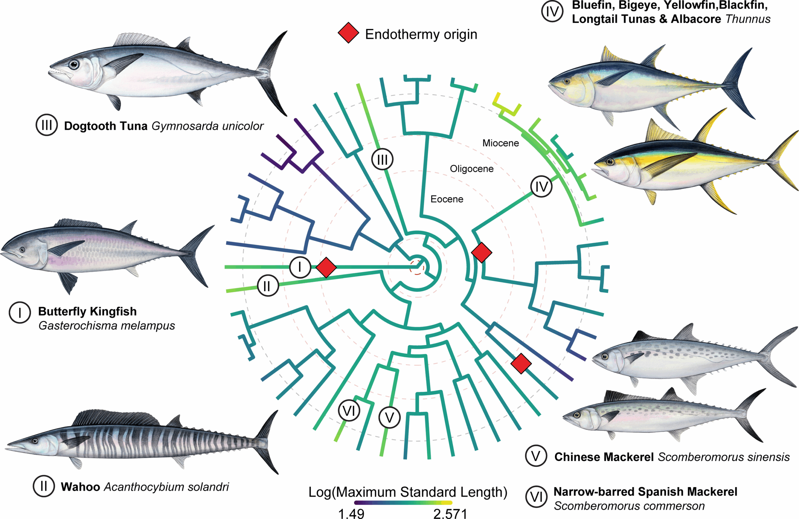 Origin of large body sizes in Scombridae. The phylogeny is coloured according to the ancestral state reconstruction for log-transformed standard length.