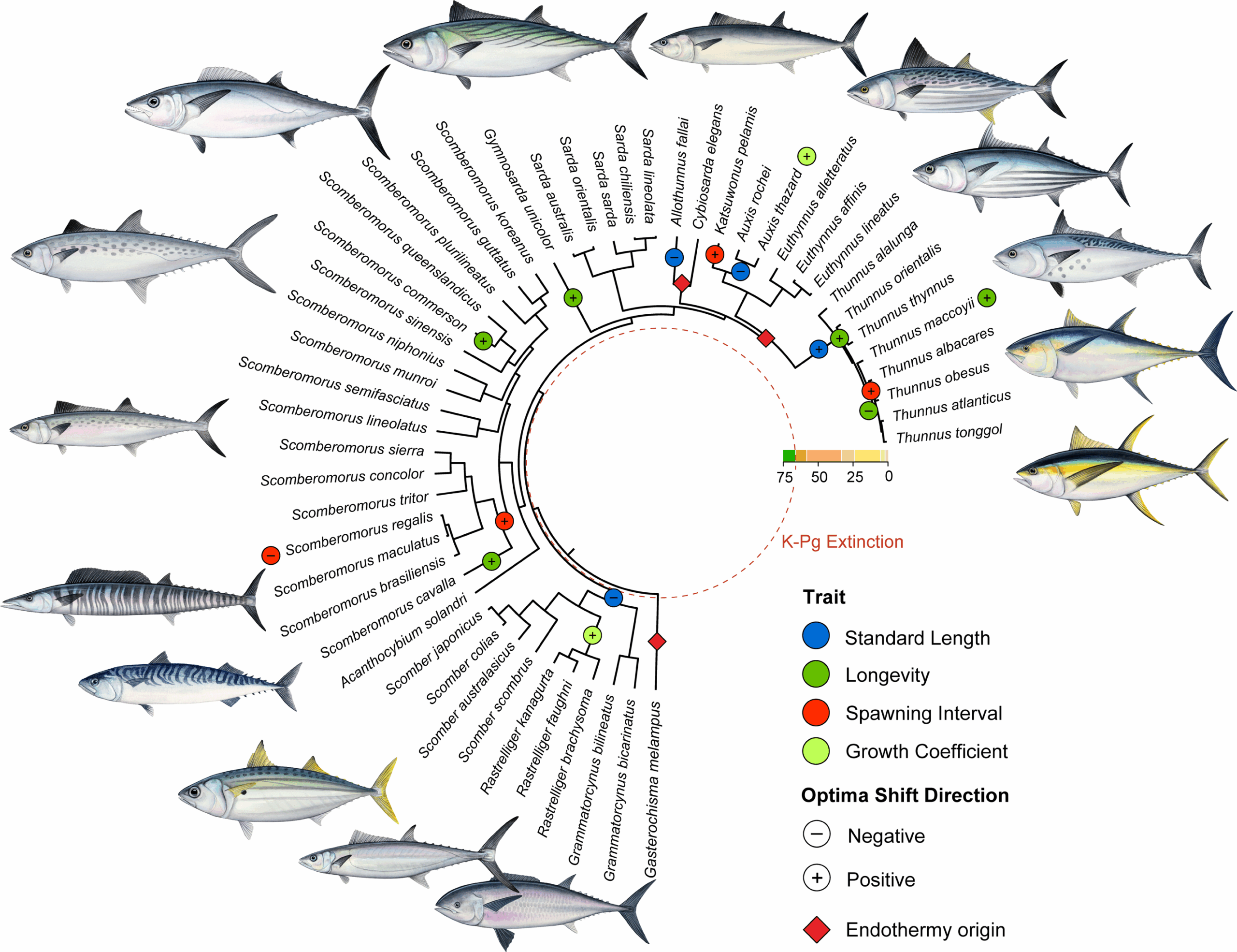 Tempo of trait shifts in Scombridae. Inferred histories of significant trait optima shifts across Scombridae plotted on the time-calibrated phylogeny of this clade.