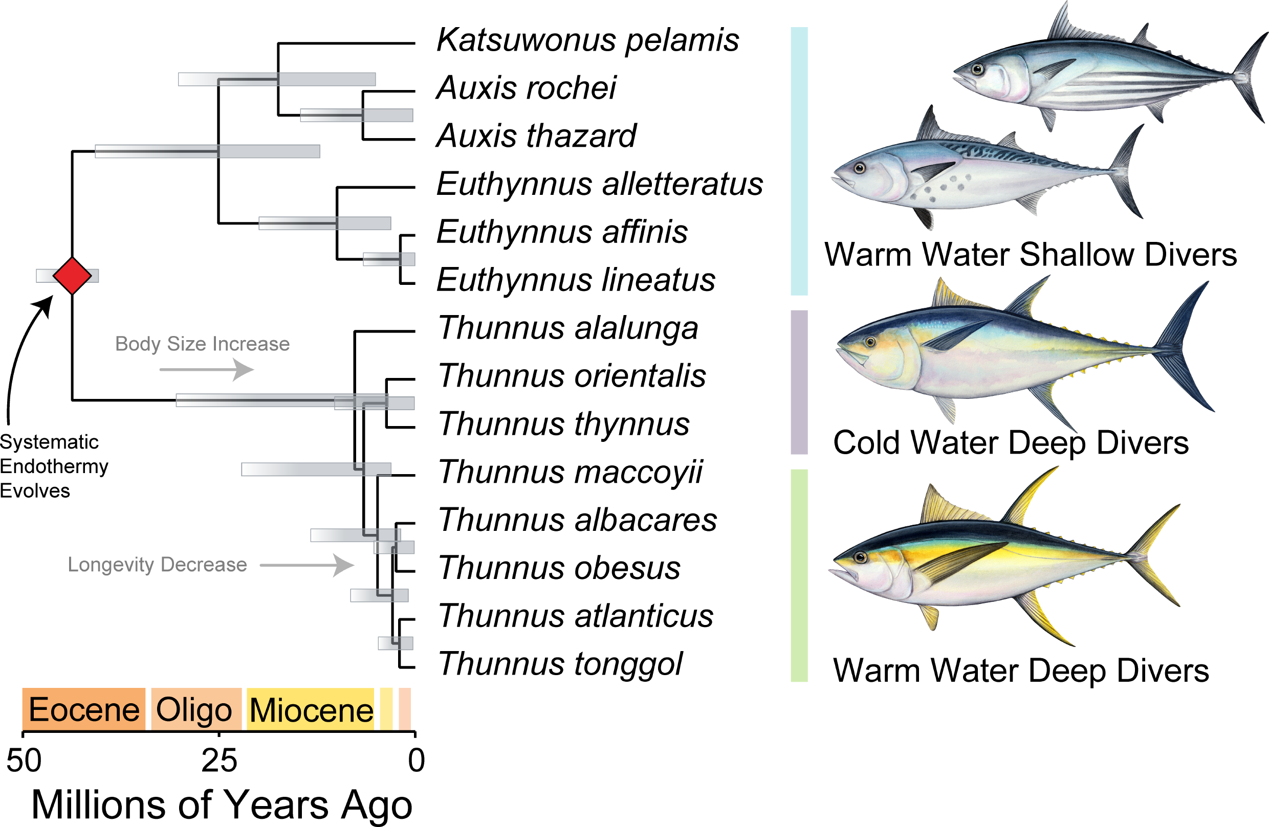 Complex trait evolution and the origin of Thunnus. Phylogeny pruned to show only the Thunnini and key events along branches.