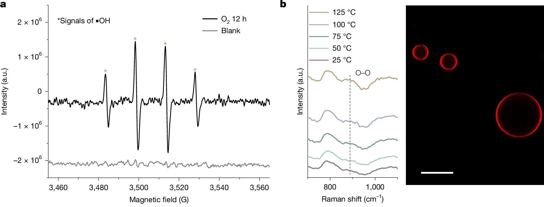 The generation and detection of hydroxyl radicals.