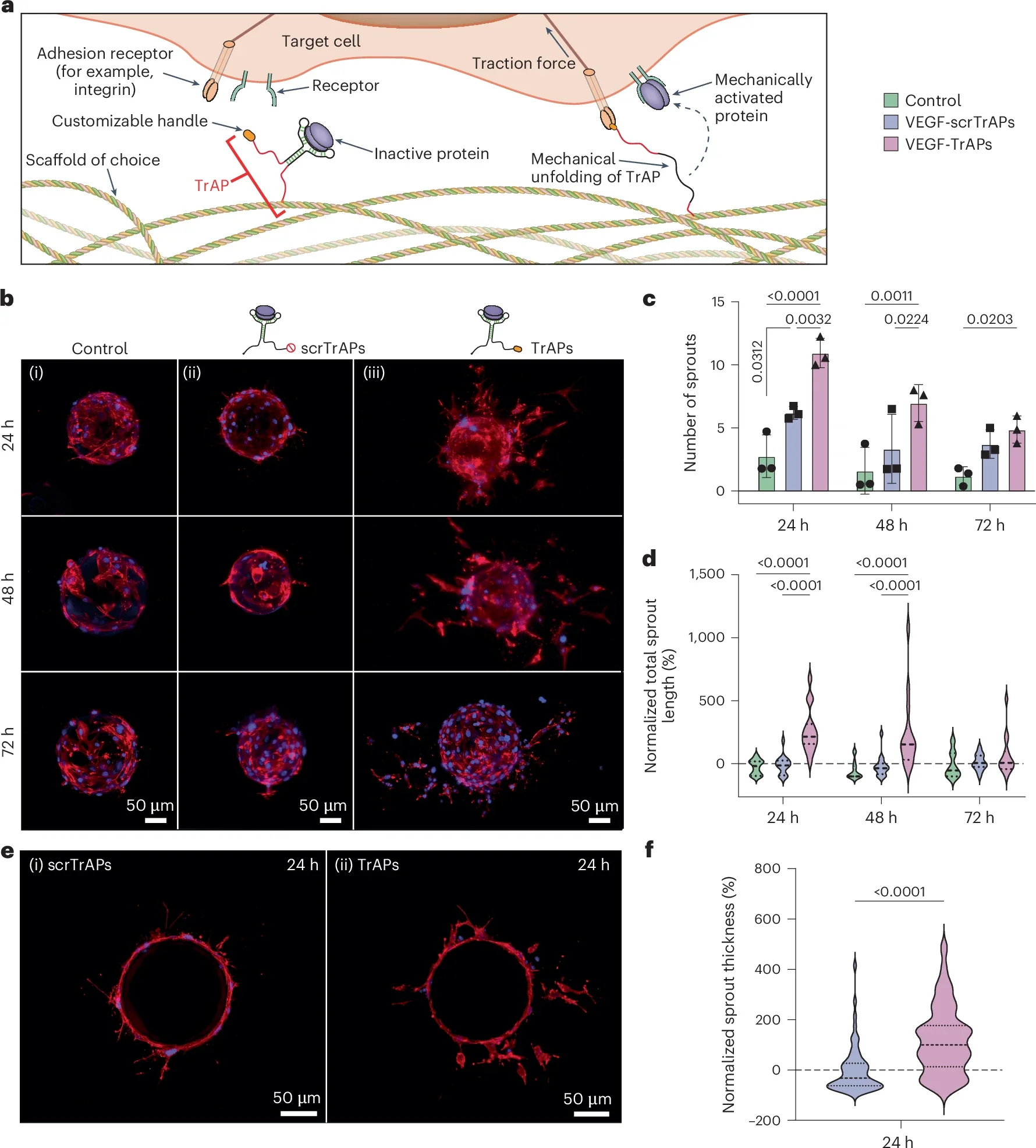 TrAPs release VEGF-A121 and promote endothelial sprouting in vitro.

