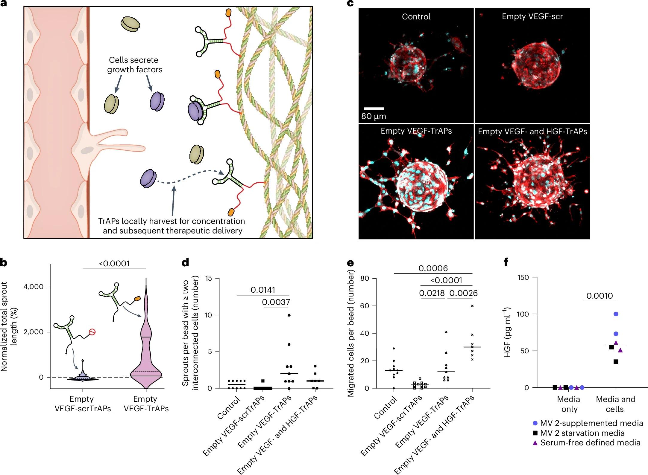 TrAPs capture and redeliver endogenous growth factors produced by cells.