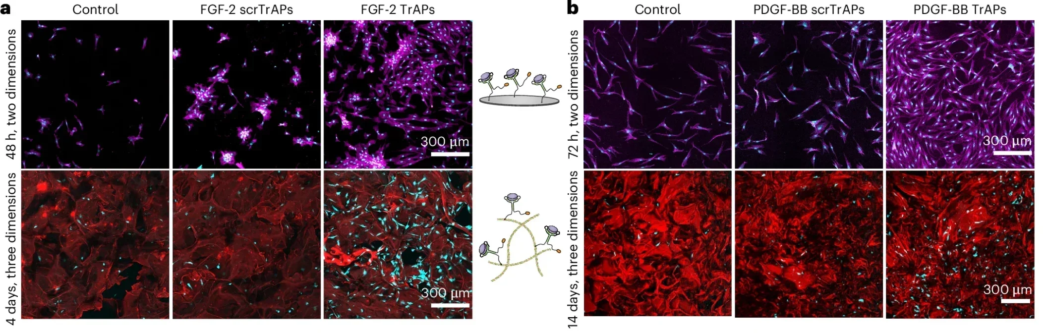 TrAP-functionalized substrates harvest multiple endogenous growth factors from hPL in vitro.