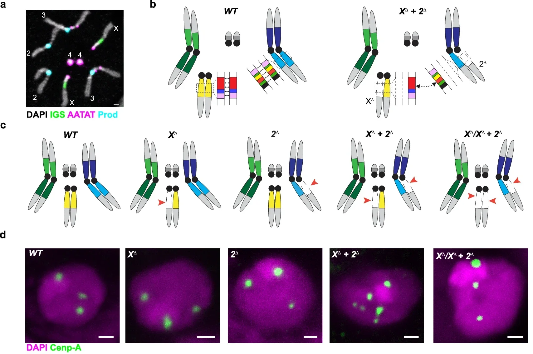 Pericentromeric satellite DNA repeats function in meiotic centromere pairing.