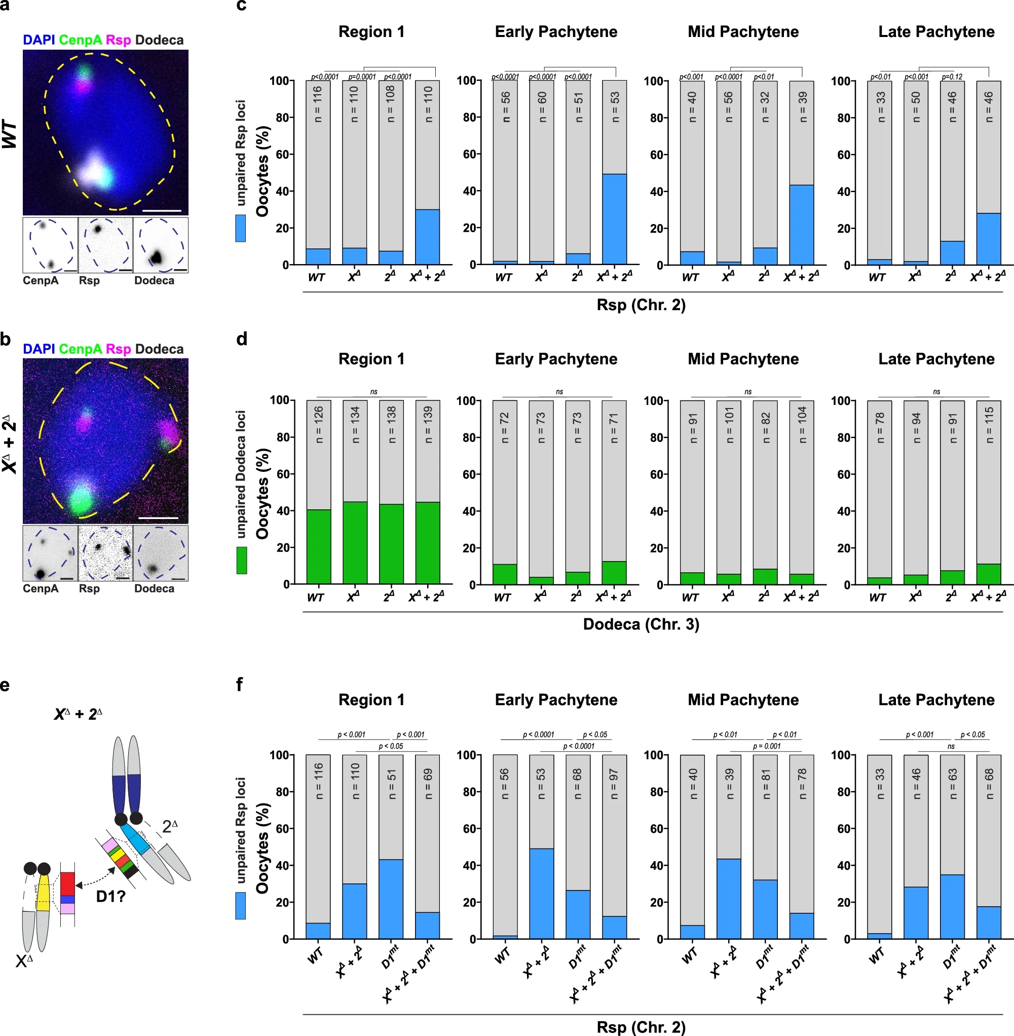 Loss of meiotic centromere pairing at chromosomes carrying satellite DNA deletions.