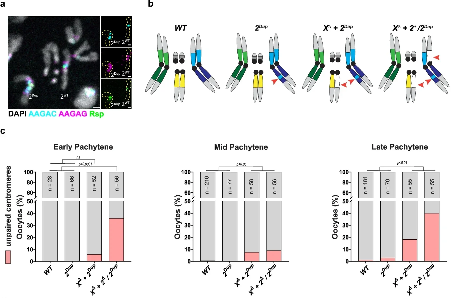 Mismatched satellite DNA repeats drive meiotic centromere unpairing.