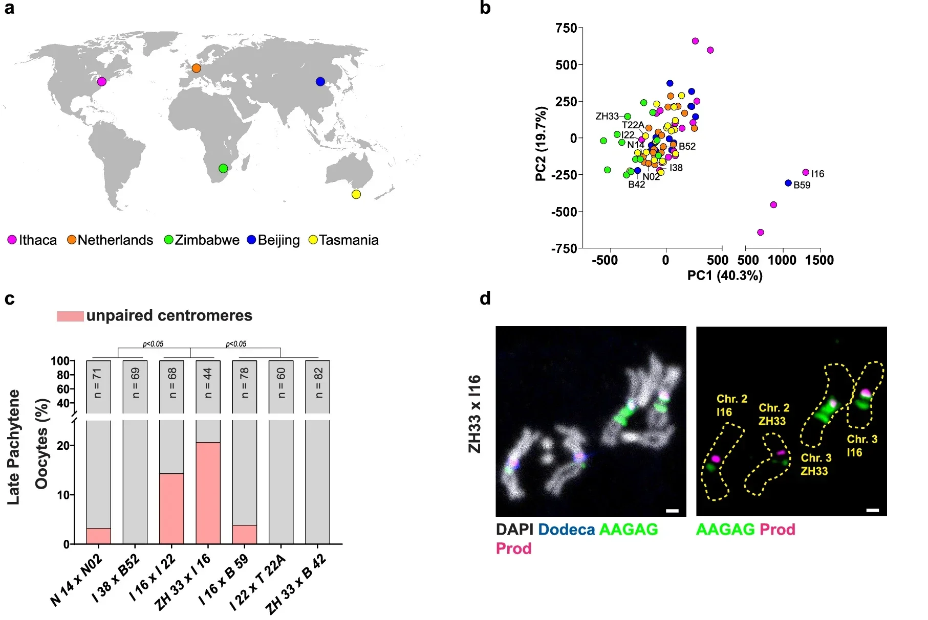 Satellite DNA divergence in naturally occurring populations leads to meiotic pairing defects.