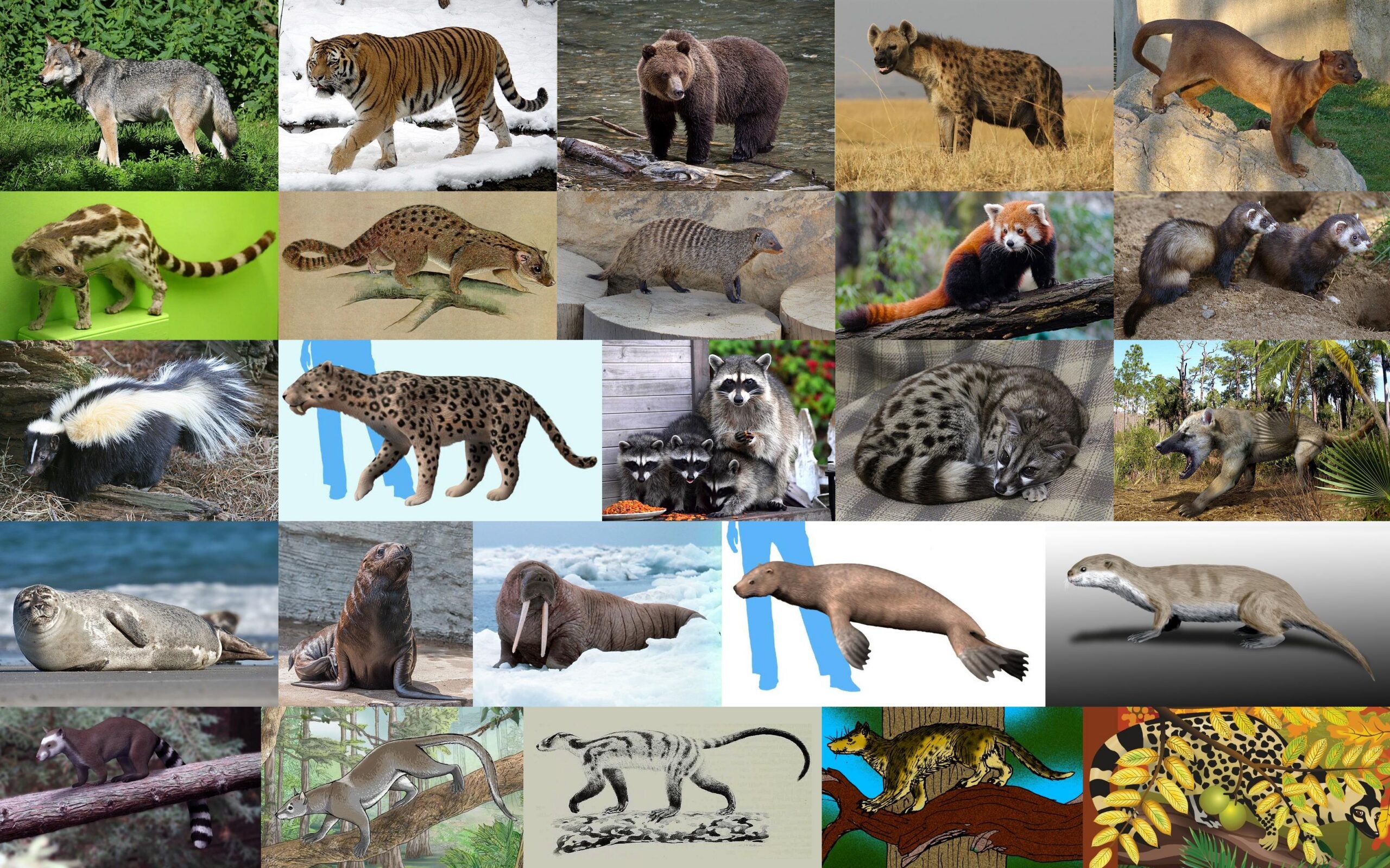 Species from clade Carnivoramorpha. Showing a wolf, a tiger, a grizzly bear, a spotted hyena, a fossa, a banded linsang, a african palm civet, a banded mongoose, a red panda, a striped skunk, pogonodon sp, a raccoon and its offspring, a rusty spotted genet, amphicyon ingens, a common seal, a South American sea lion, a walrus, enaliarctos mealsi, puijila sp, tapocyon robustus, dormaalocyon latouri, and Miacis sp.