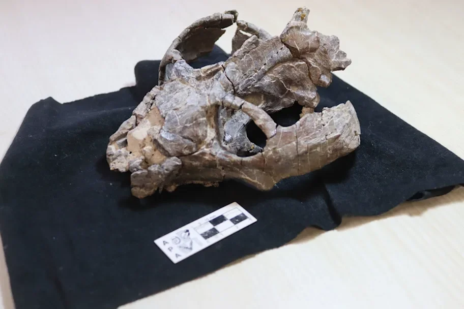 Skull of the Chiniquodon theotonicus individual that was used for this study. 