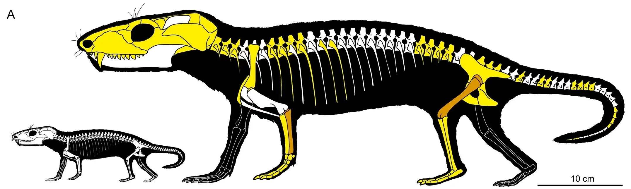 Representation of neonate and adult Chiniquodon theotonicus. Recovered (yellow) and histologically analyzed (orange) bones of specimen CRILAR-PV109.