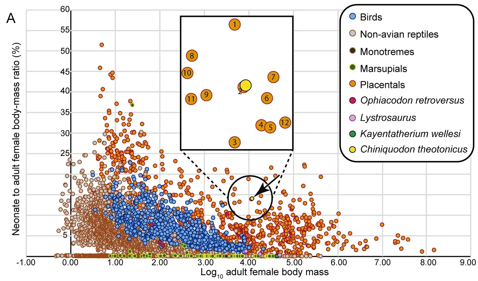 Neonate to adult body-mass ratio (%) plotted against the decimal logarithm of the adult female body mass, with magnified circled area.