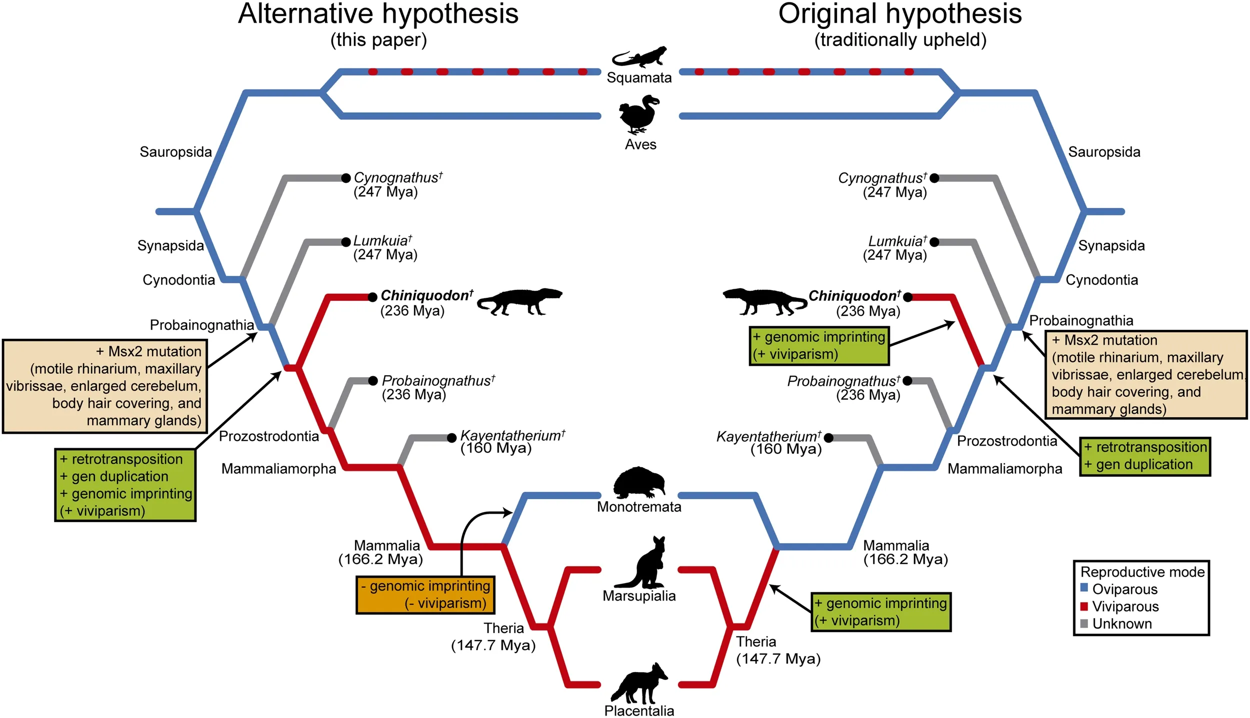 Simplified cladograms showing the two equally parsimonious, alternative scenarios for the evolution of viviparity and other features as discussed herein.