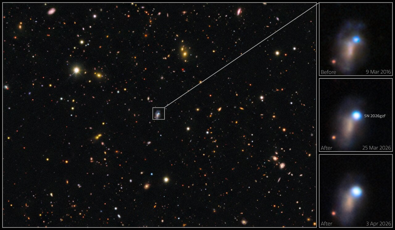 These images show the evolution of supernova SN 2026gzf, which was first detected by the Einstein Probe on 21 March 2026. Images taken on 25 March and 3 April 2026 show the supernova brightening.