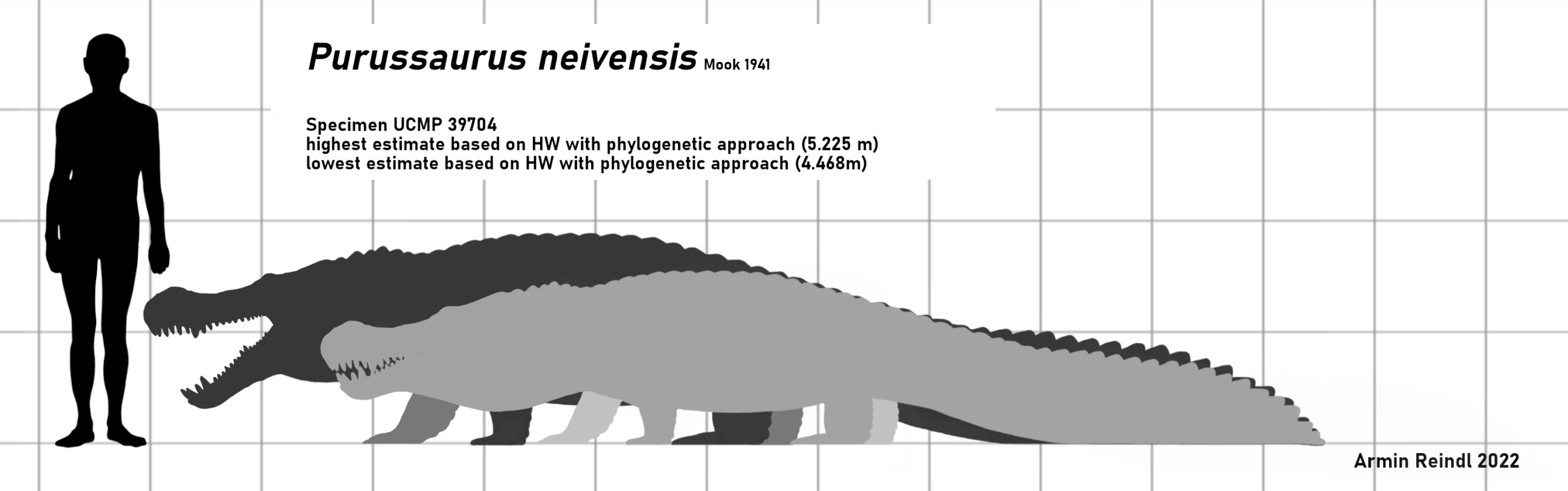 Purussaurus neivensis holotype specimen scaled based on head width in accordance with Paiva et al. 2022