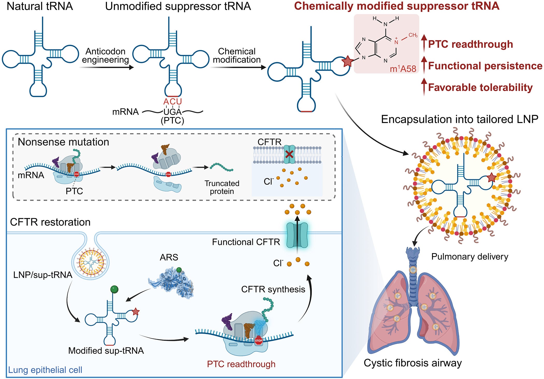 LNP delivery of chemically modified sup-tRNAs for pulmonary nonsense-mutation rescue.