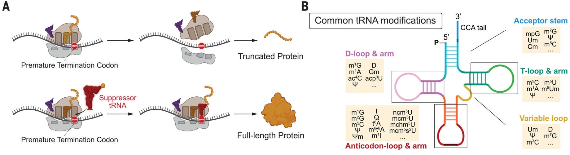 Effect of RNA chemical modifications on sup-tRNA readthrough efficiency and immunogenicity.