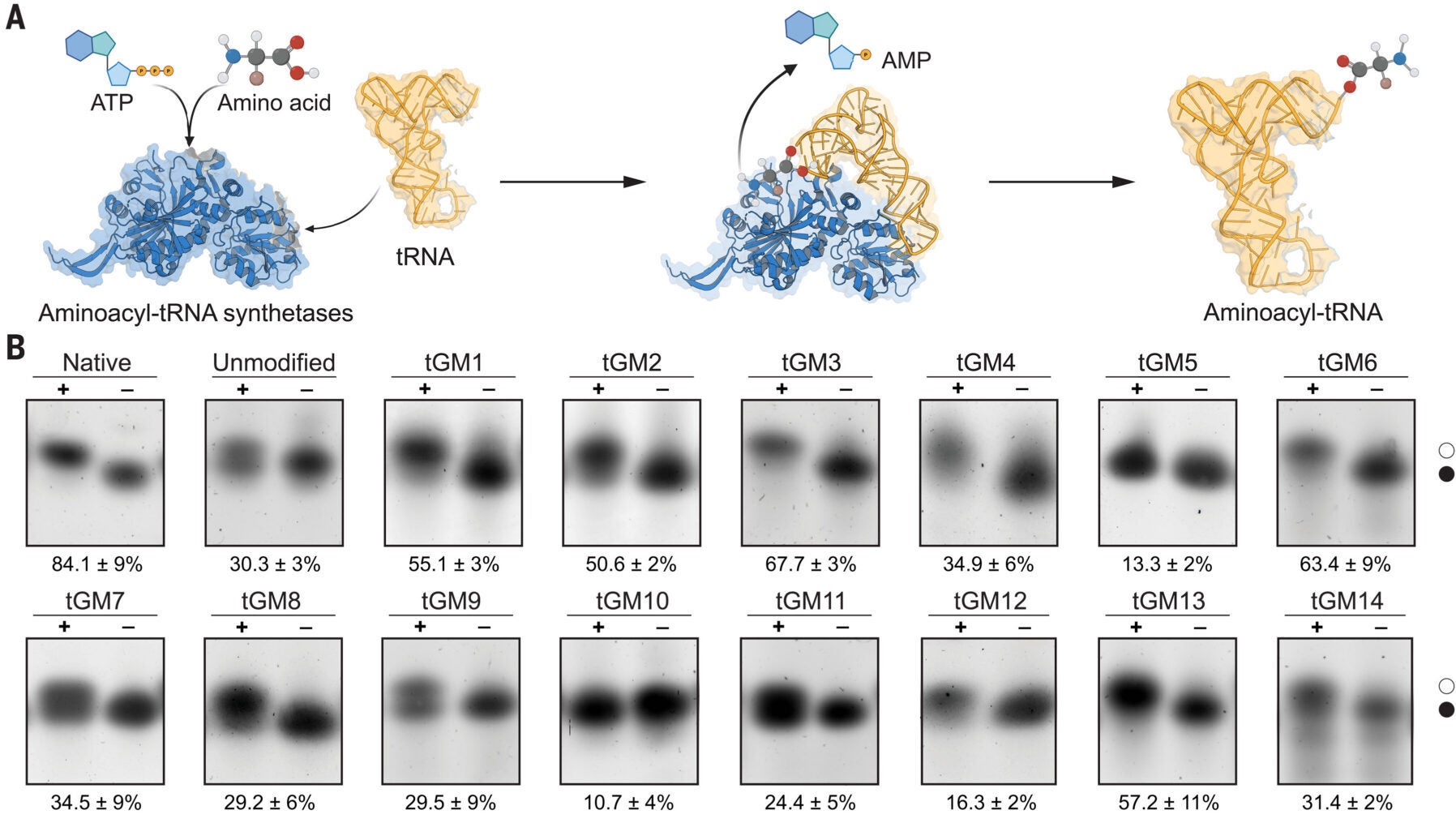 Characterization of aminoacylation, versatility, and persistence of chemically modified sup-tRNAs.