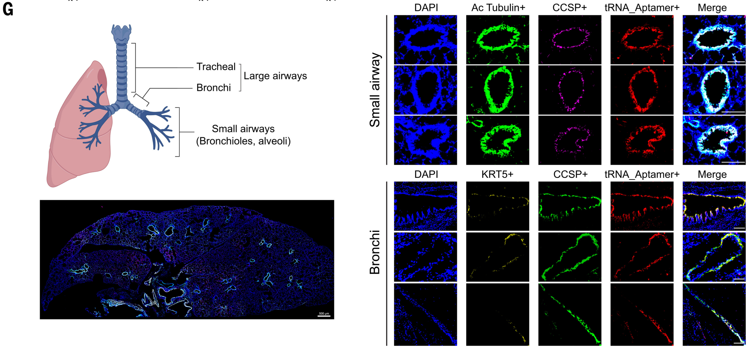 Representative immunofluorescence imaging of lung sections demonstrating tRNA_Aptamer localization in epithelial subsets in small airways and bronchi.