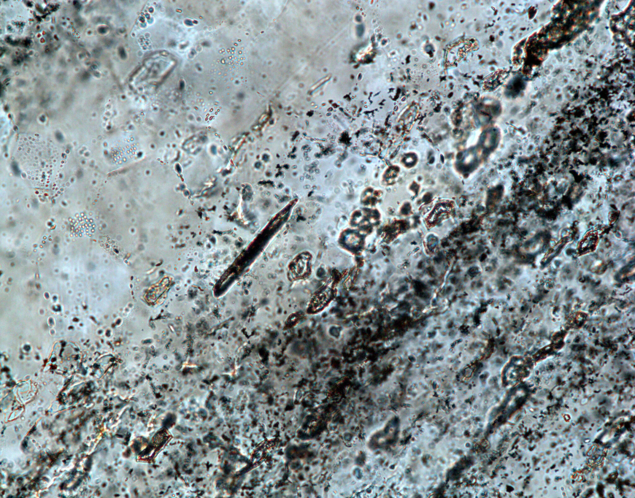 The distinctive “banded” chert examined in the study.