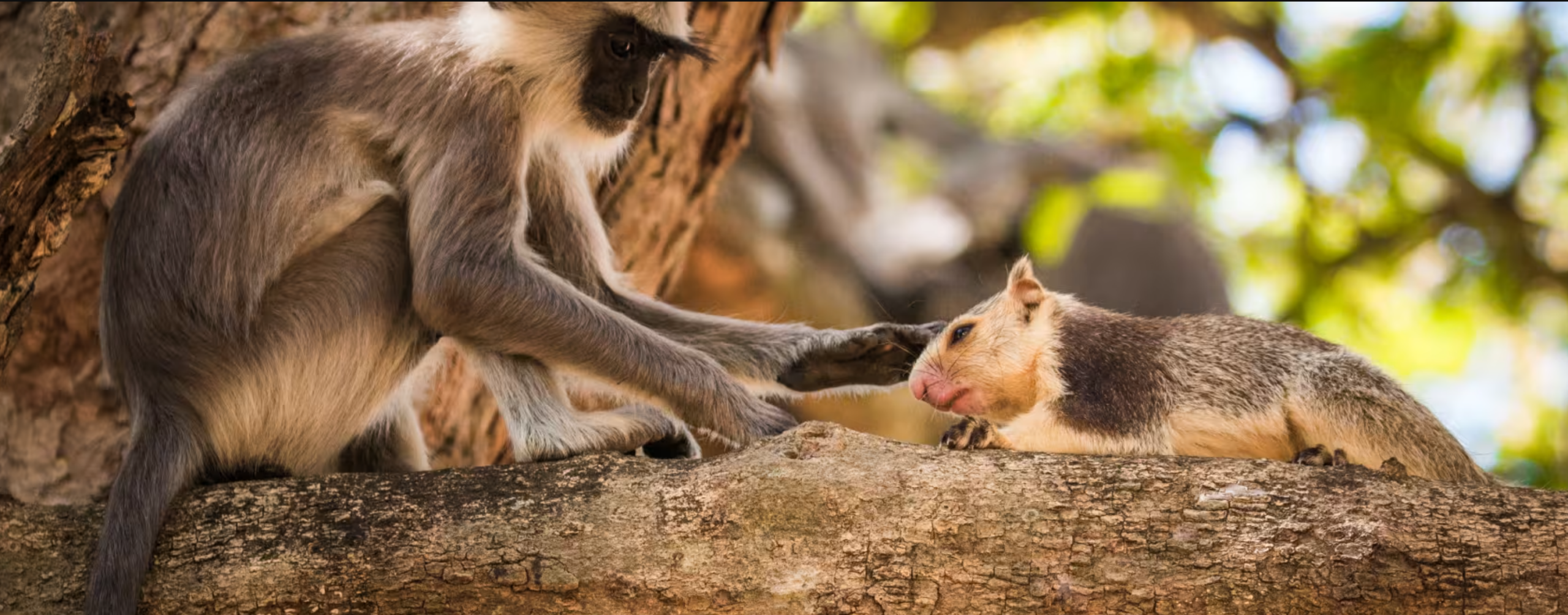 Researchers led by the University of Oxford have documented hundreds of cases in which primates form friendly relationships with other species.