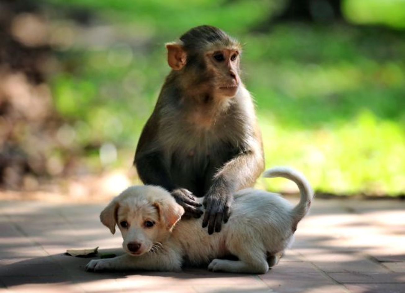 A global study shows primates play, groom, and care for other species, offering new insight into the origins of human-animal bonds.
