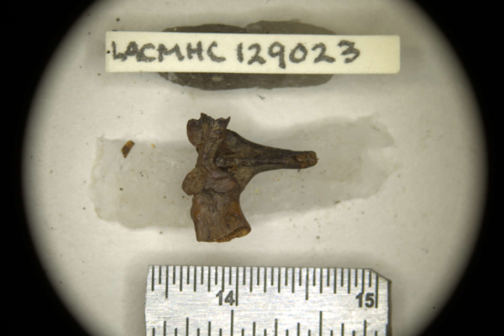 This incomplete sacro-urostyle bone (base of the spine that connects to the hips) is the holotype specimen used to describe the new species, Spea labreae. 