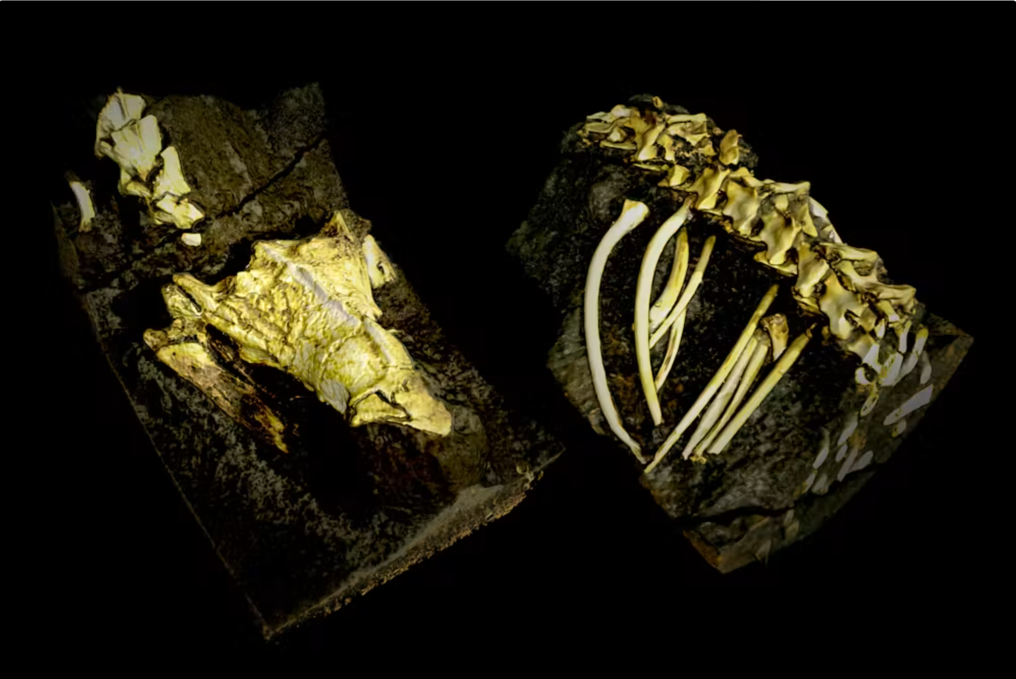 The bones of Tametara show it had the skull of a burrower. CT scan volume-rendered with VGSTUDIO MAX. 