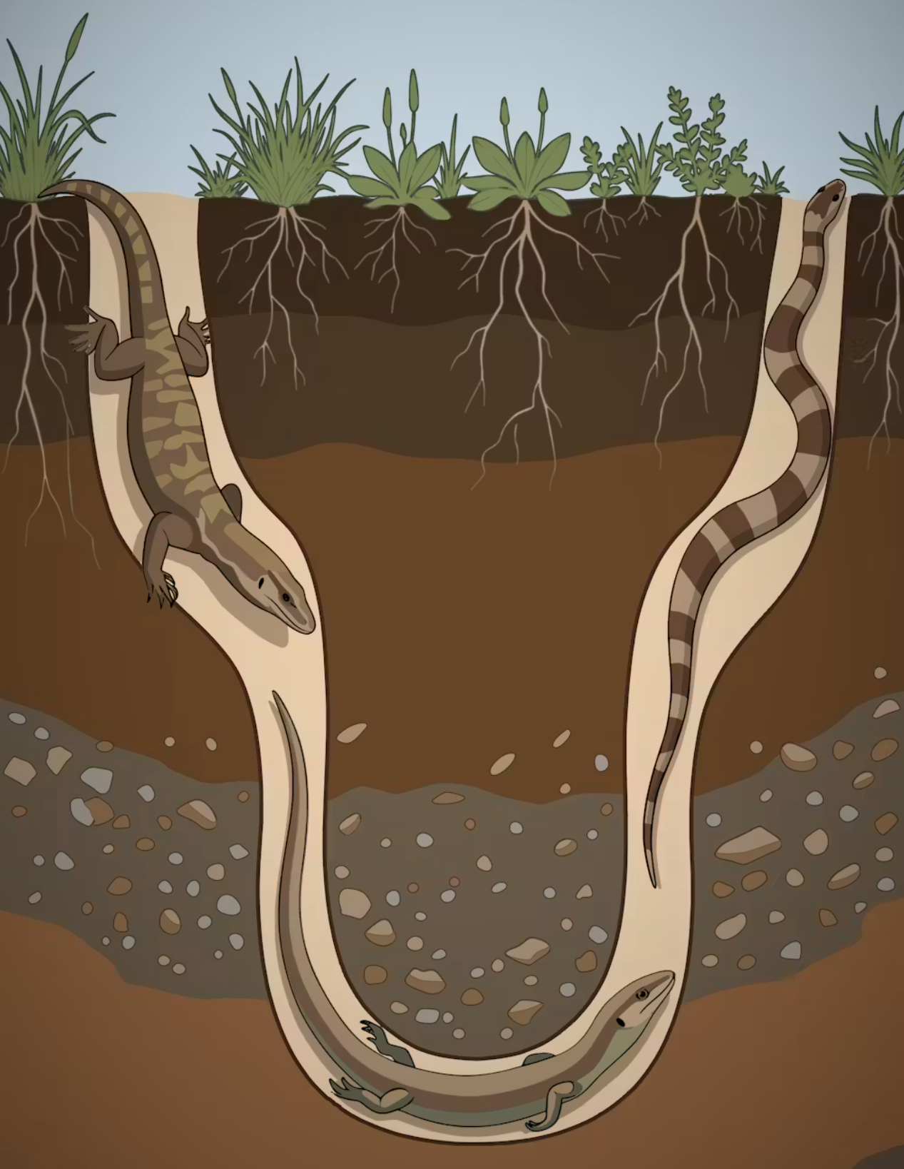 One theory about how snakes evolved suggests lizards went underground, lost their limbs and elongated their bodies.