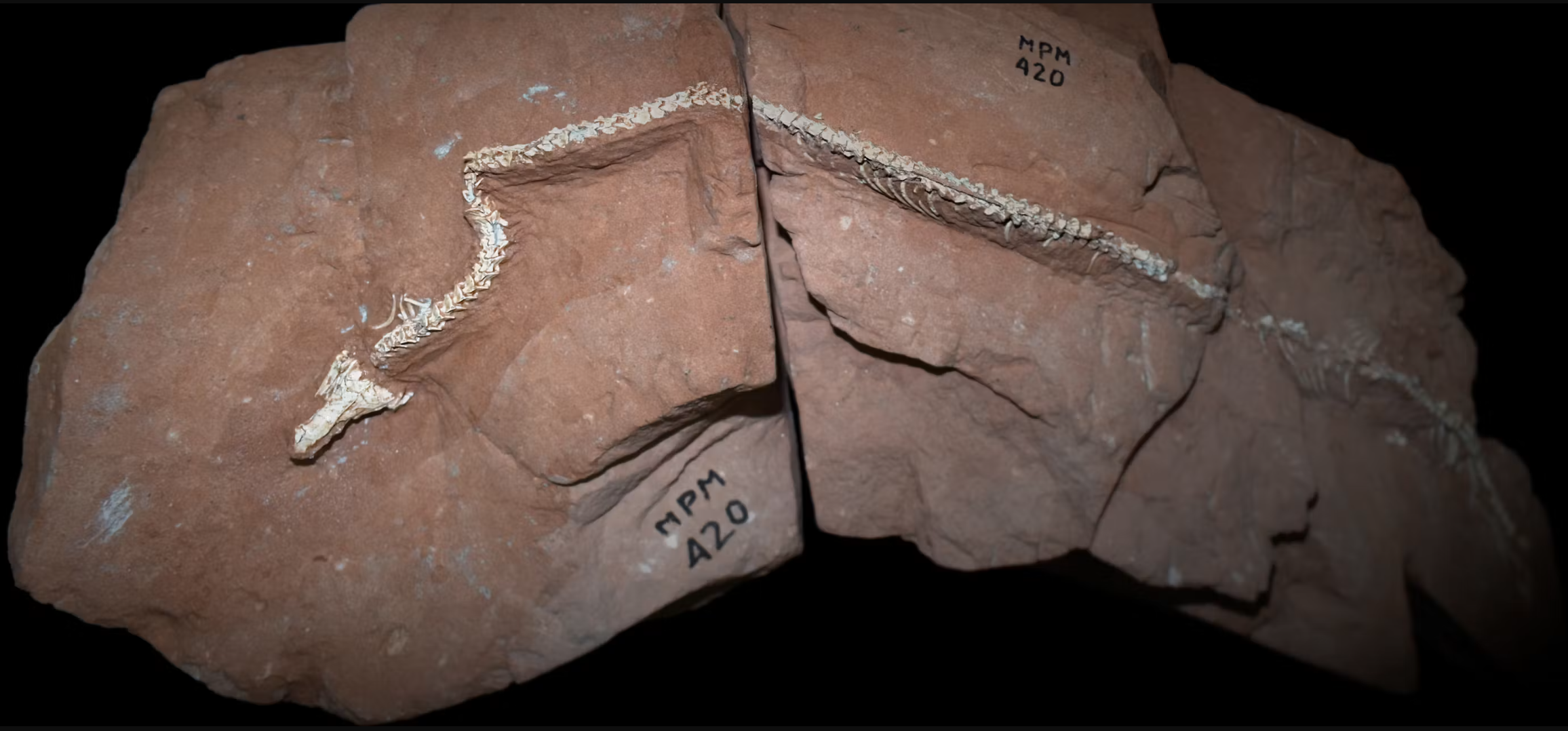 The new fossil of Tametara mirim reframes how we understand snake evolution.