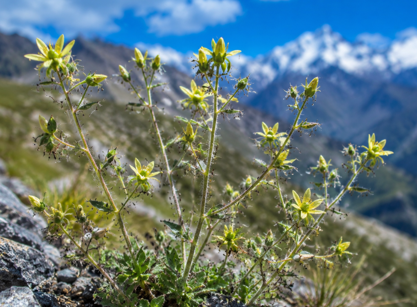Sticky hairs, digestive enzymes, and labeled nitrogen reveal how an alpine flower turns insects into nutrients.