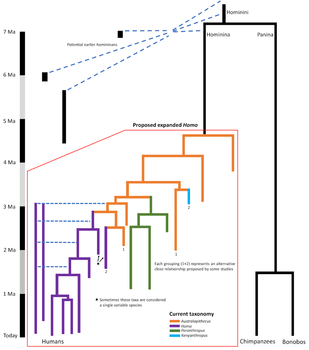 Hominin fossil relationships