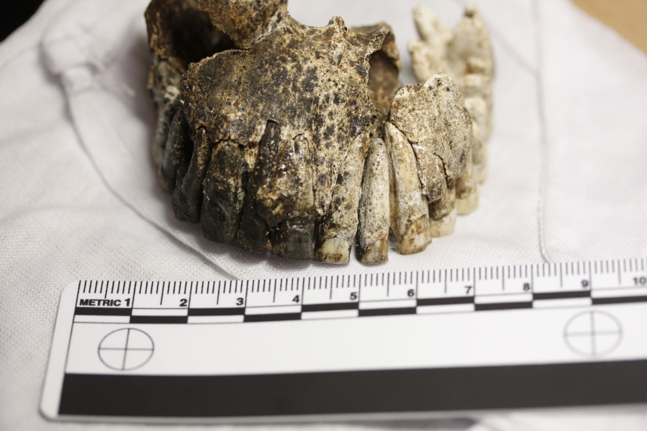 Homo Naledi. 
