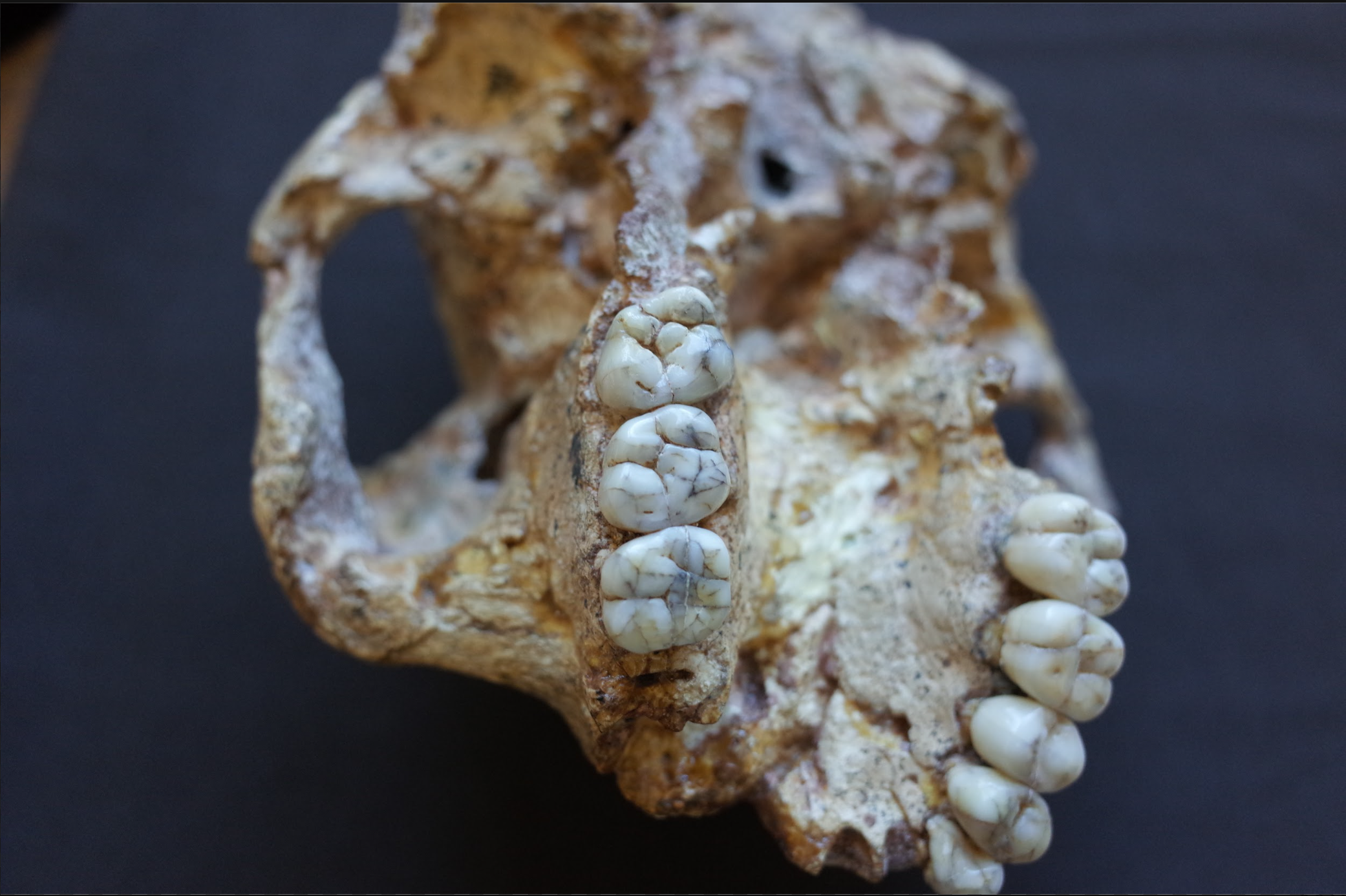 Paranthropus SK 48. 