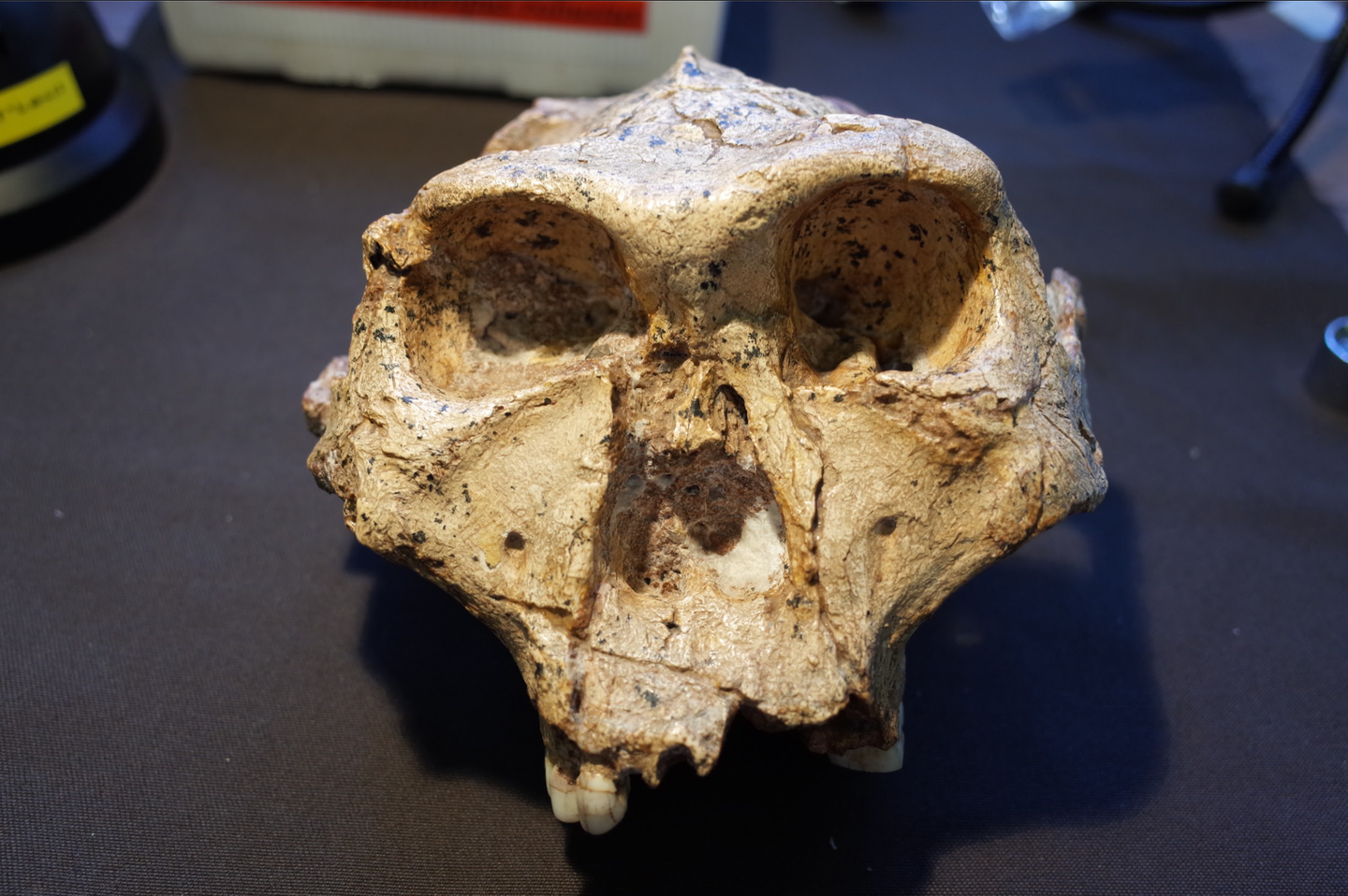 New Monash University research argues our Paranthropus (pictured) and Australopithecus ancestors who lived up to 5 million years ago should be included under the Homo group of species.
