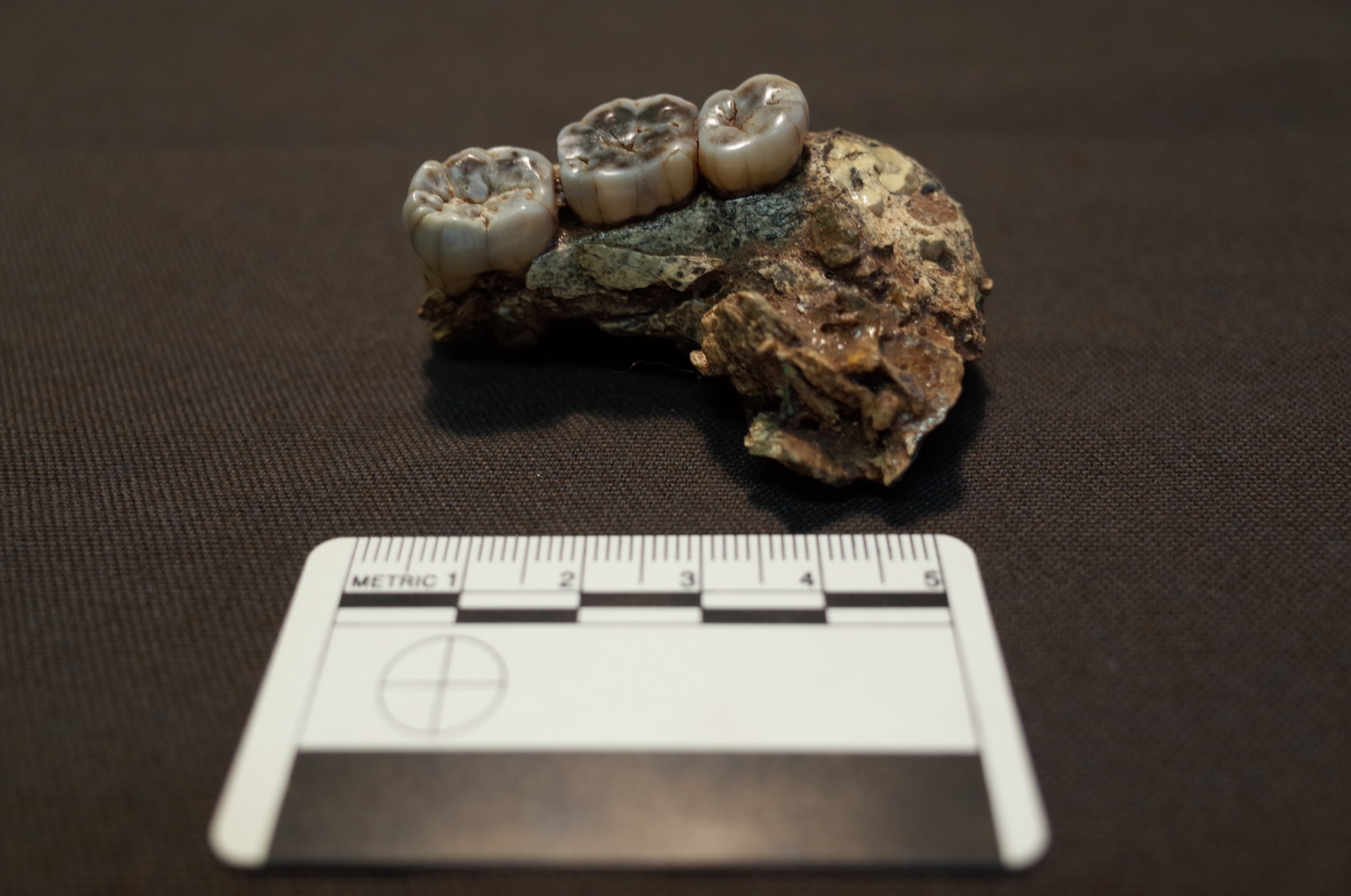 Paranthropus SK 1587