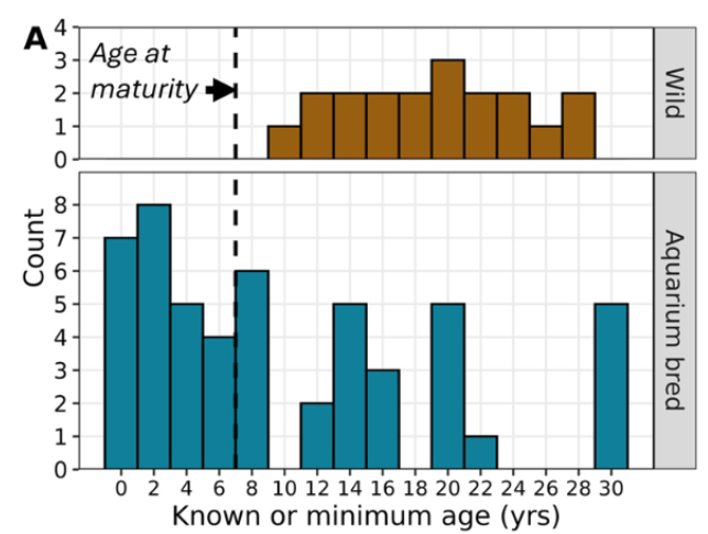 Histogram depicting distribution of aquarium-bred (n = 51) andwild- caught (n = 19) zebra shark whole blood (or red blood cell) samples across the life span.