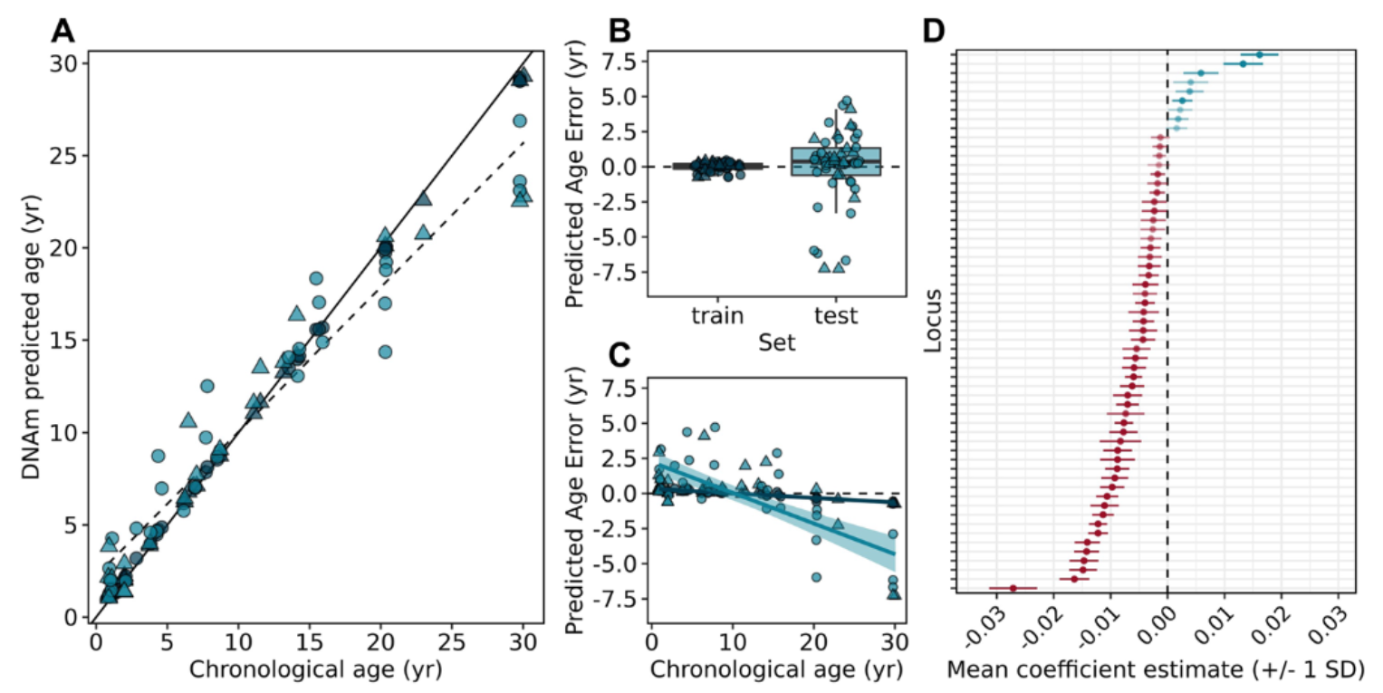 Calibration and performance of epigenetic age estimator via leave- one- out cross validation.