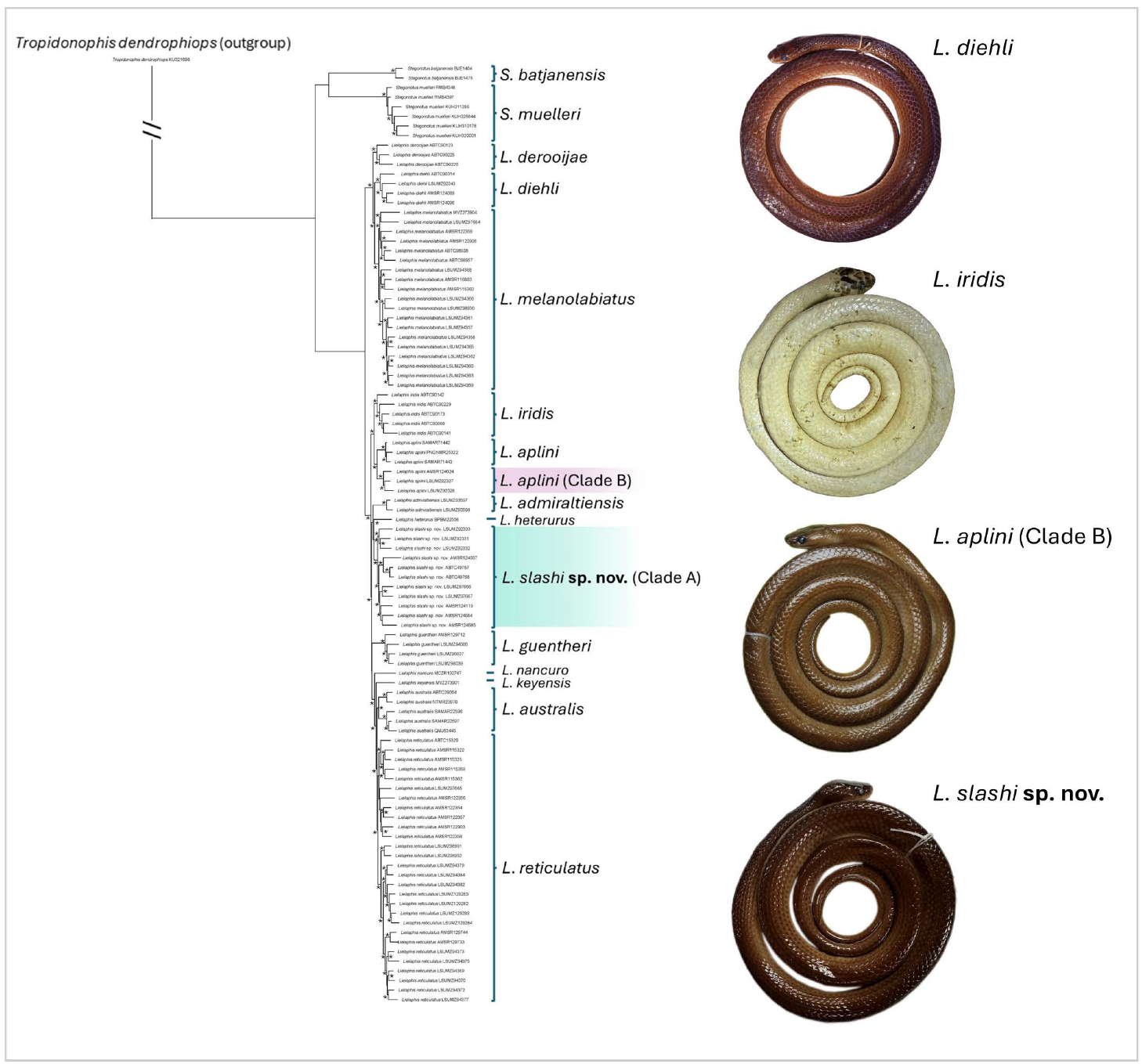 Ultraconserved elements maximum-likelihood tree of Lielaphis and Stegonotus species inferred by IQ-TREE with Clade A (L. slashi sp. nov.) and Clade B (putative northern L. aplini) highlighted. 