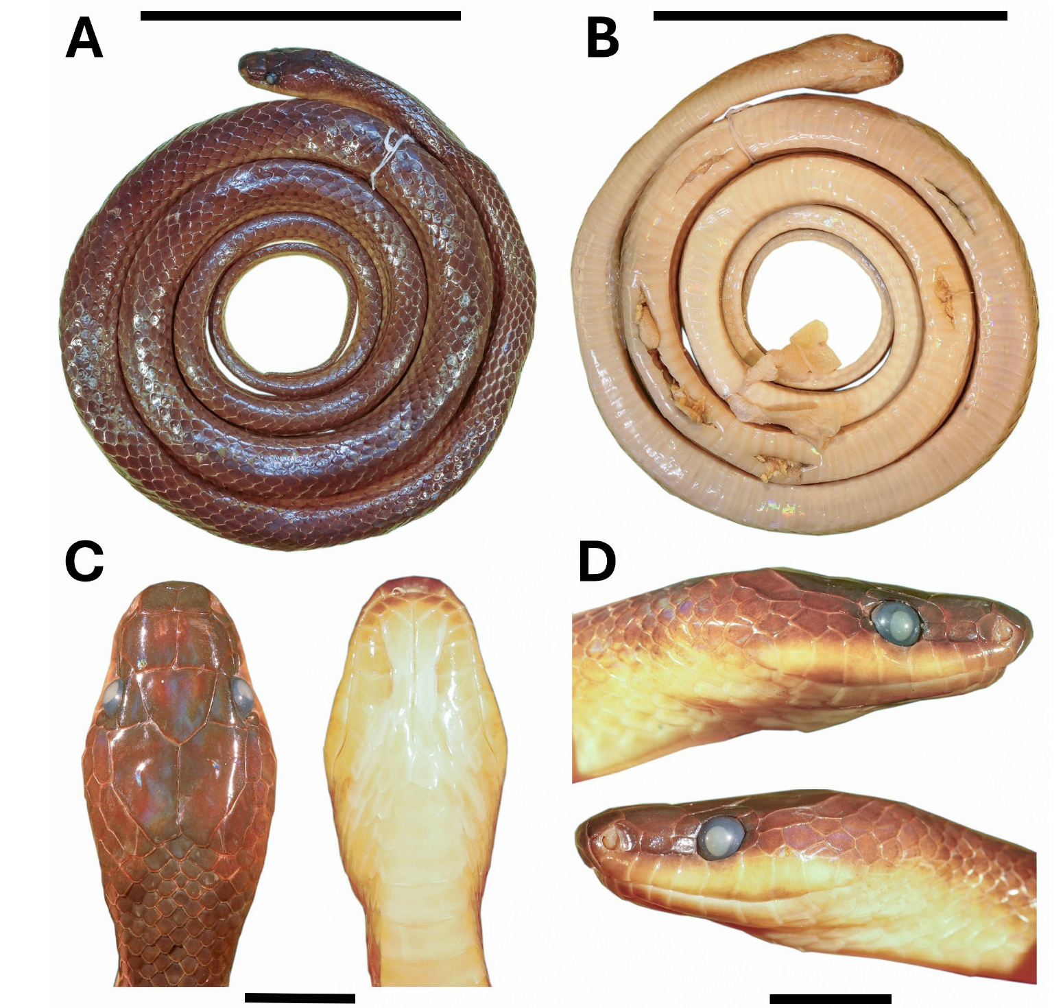 Photographs of holotype Lielaphis slashi sp. nov. LSUMZ92332 showing dorsum (A), venter (B), ventral and dorsal sides of head (C), and right and left lateral sides of head (D). Black bars equal to 100 mm in (A) and (B), and equal to 10 mm in (C) and (D). Photographs from T. Huang.