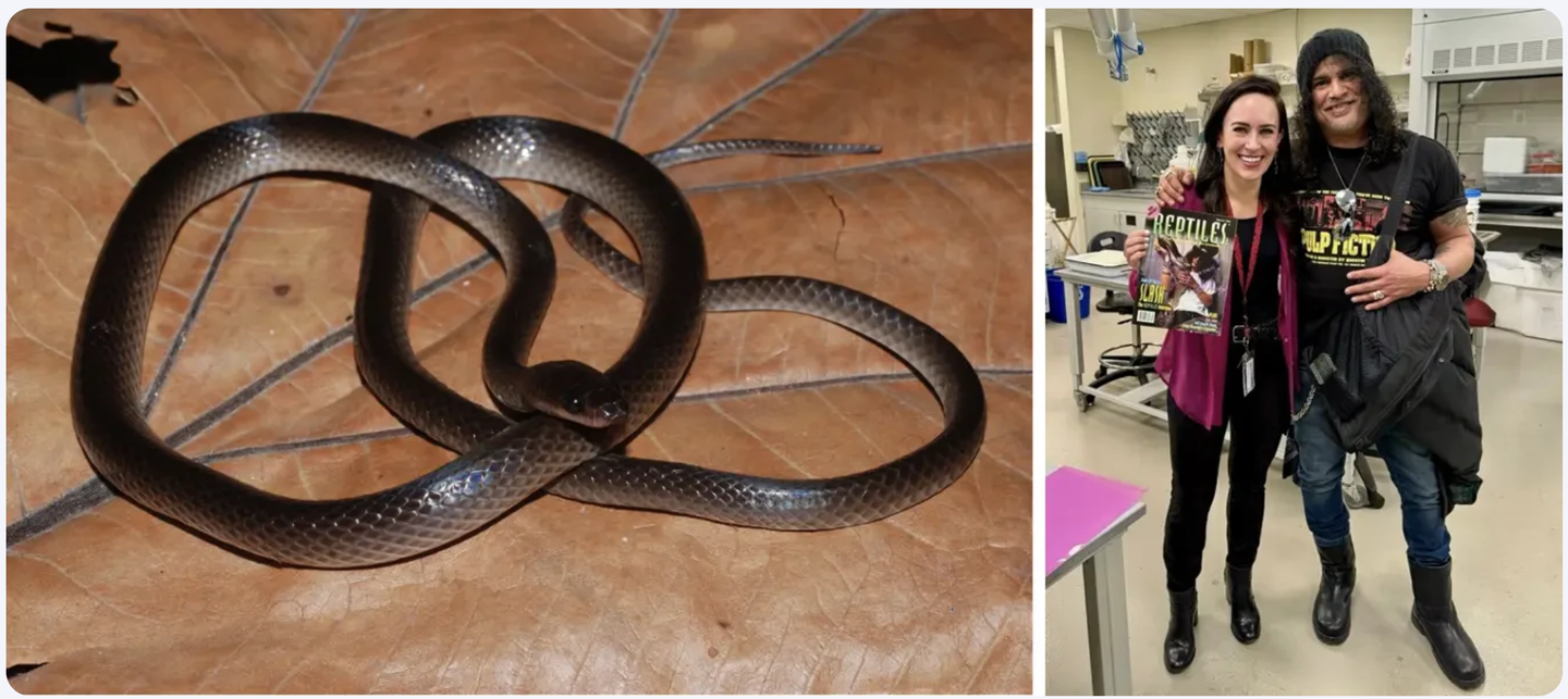 Left: Slash’s groundsnake, Lielaphis slashi, in New Guinea. Photo credit: Chris Austin. Right: Slash and Sara Ruane at the Field Museum, with Sara’s copy of Reptiles Magazine featuring Slash on the cover.