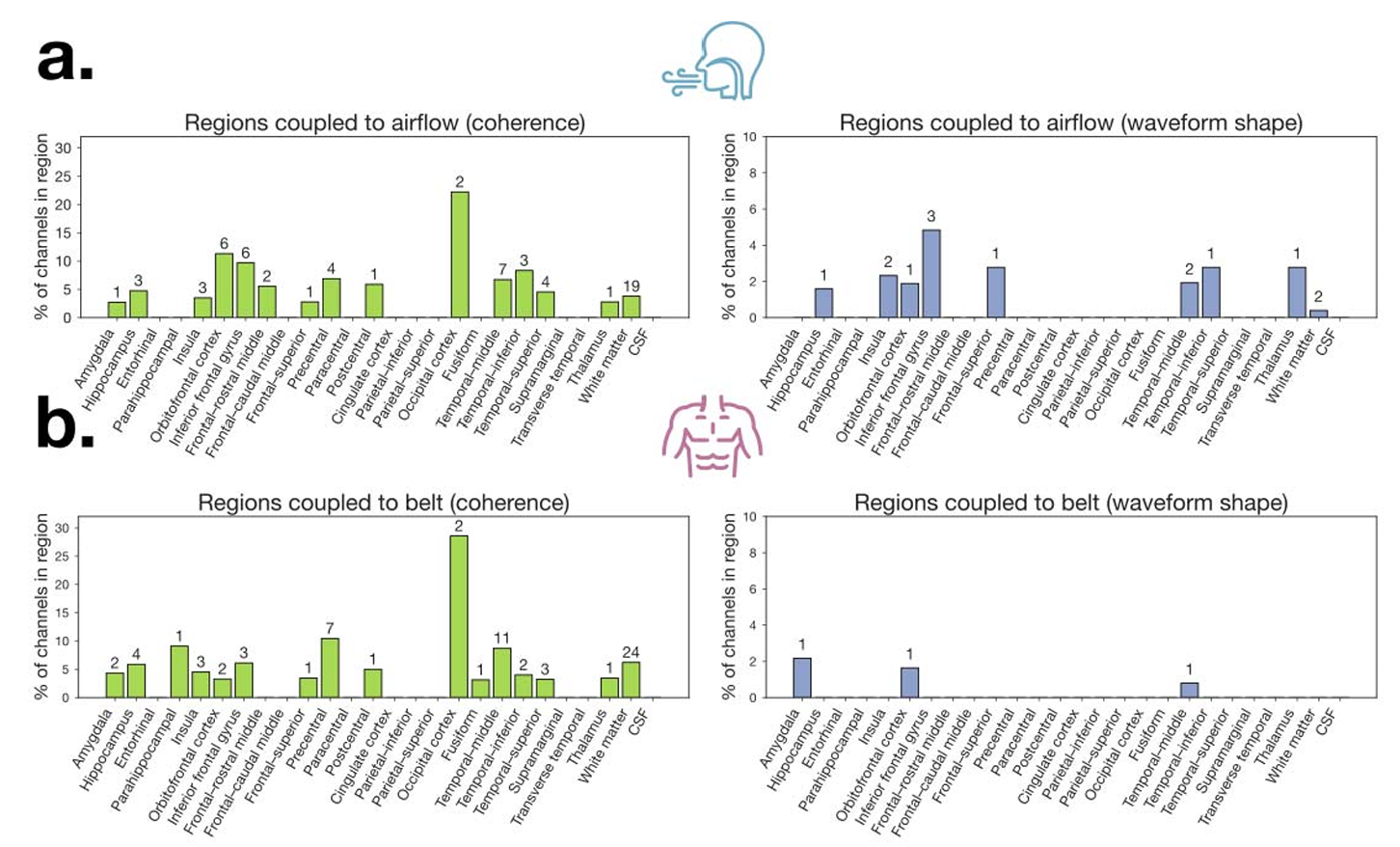 Distribution of electrodes across brain regions showing respiration-brain coupling for airflow and belt signals.