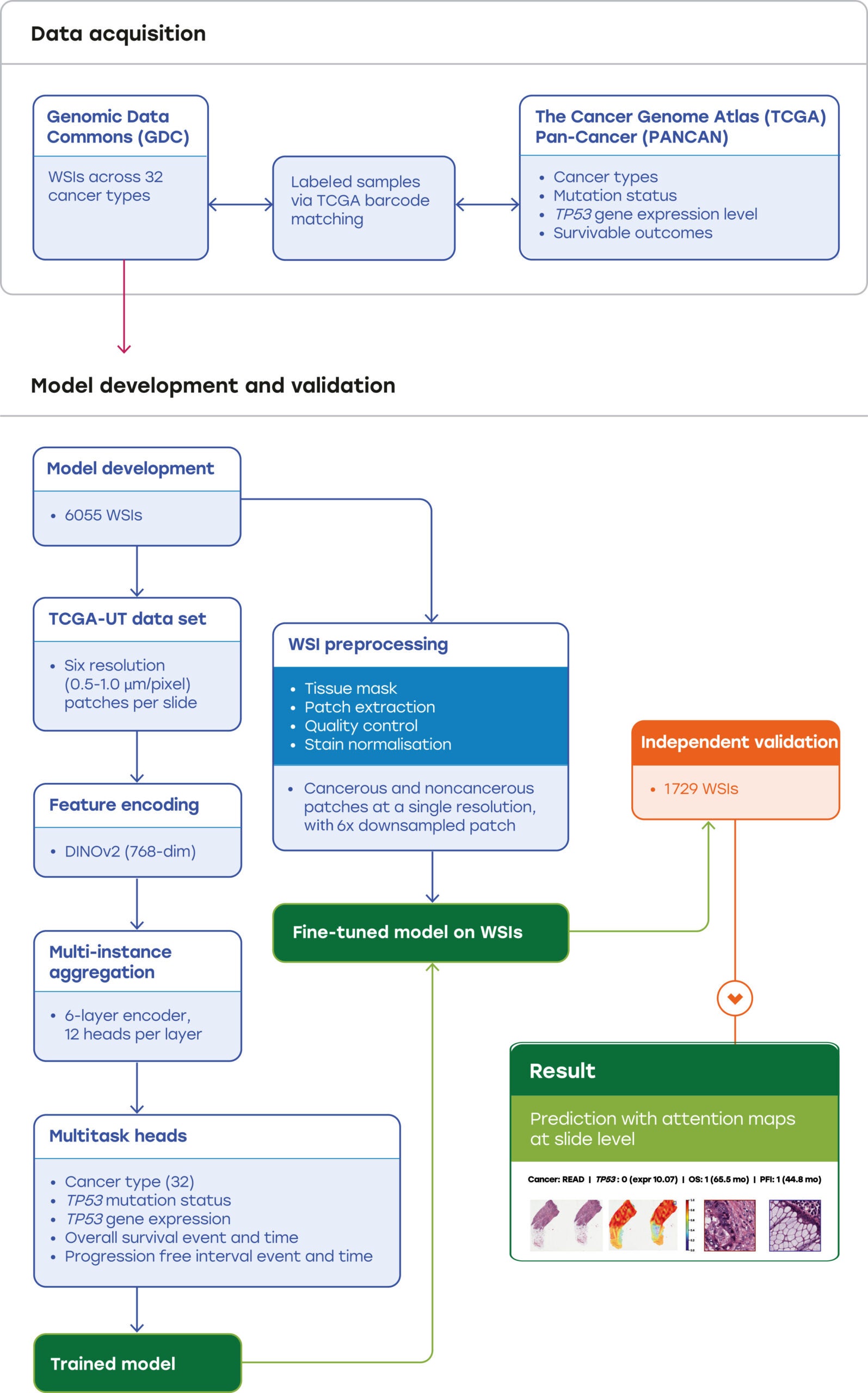 Overview of the study: schematic workflow for developing and validating a multitask learning model using whole slide images (WSIs).
