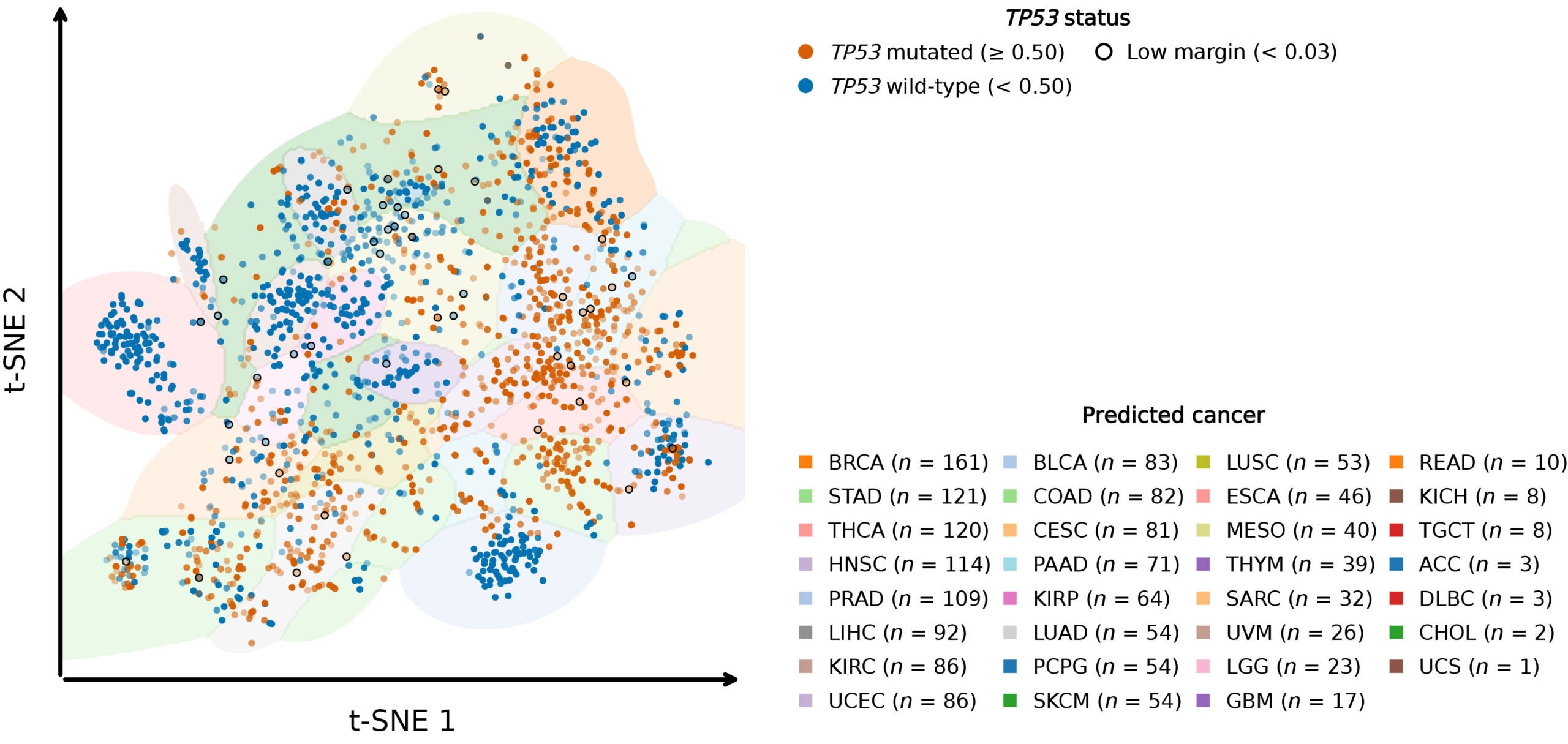 t-Distributed stochastic neighbor embedding (t-SNE) visualization of slide-level feature extraction using the fine-tuned model, with each point representing a whole slide image colored by TP53 mutation status (orange for mutated, blue for wild type).
