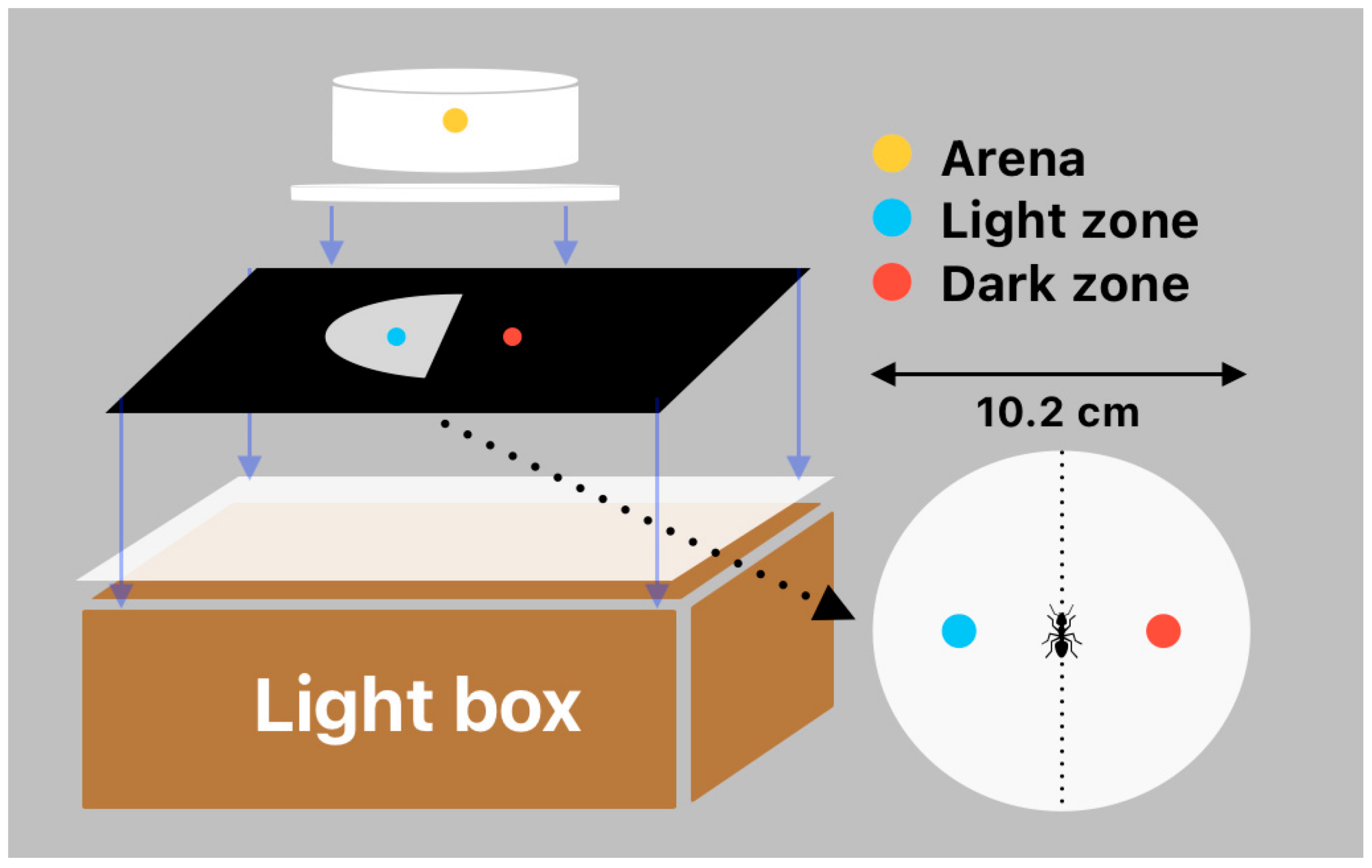 Individual behavior assay arena setup.