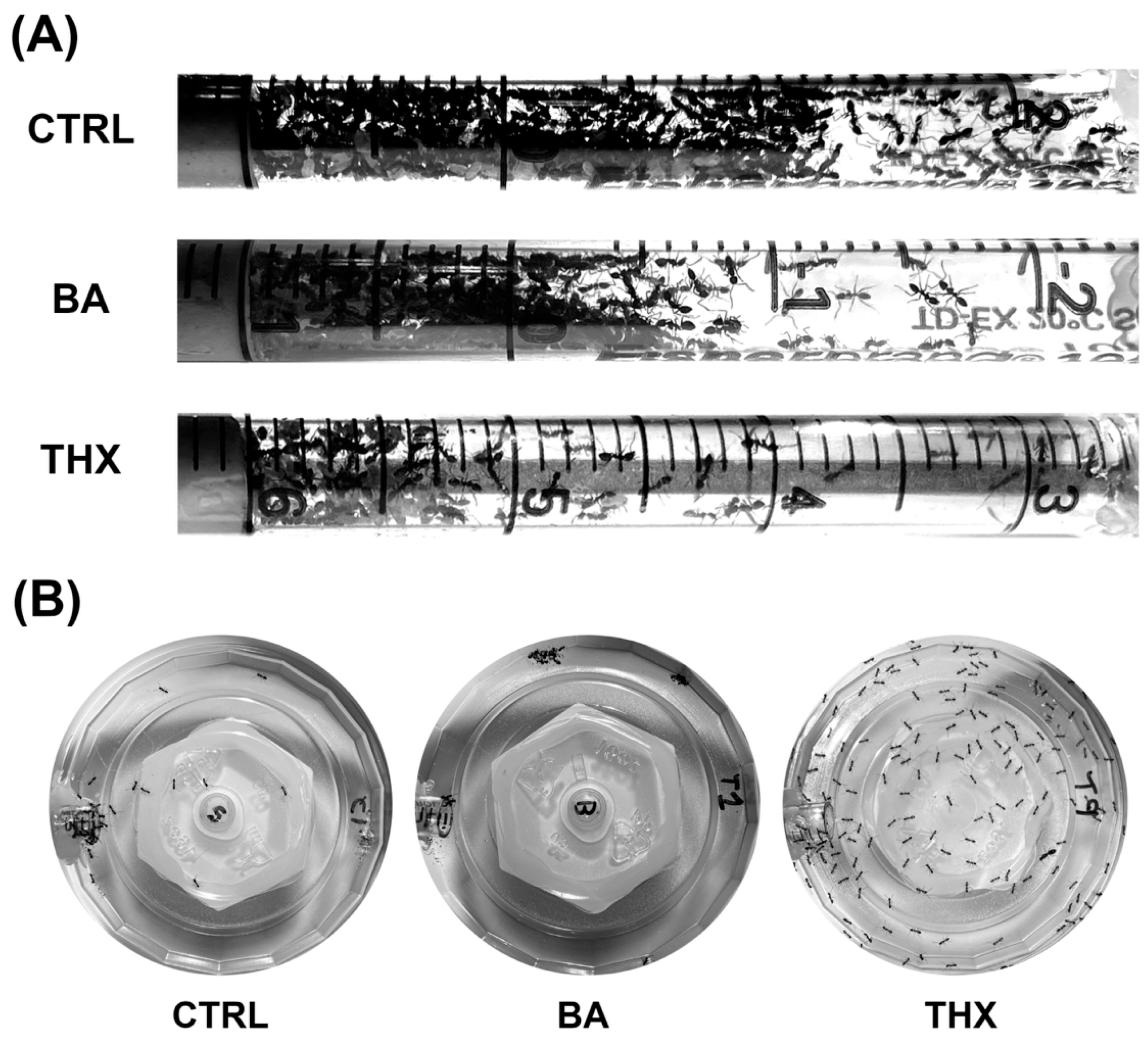 Representative photographs showing the experimental colonies on day 3 post-treatment. 