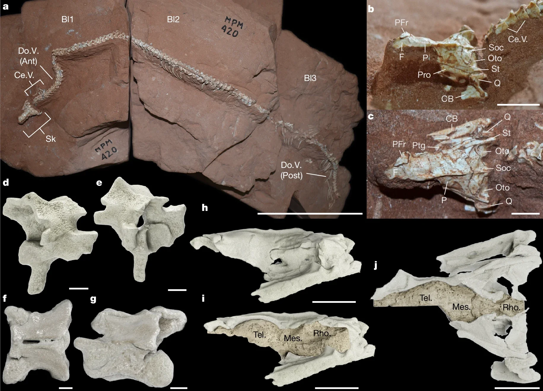 Holotype (MPM 420) of T. mirim.